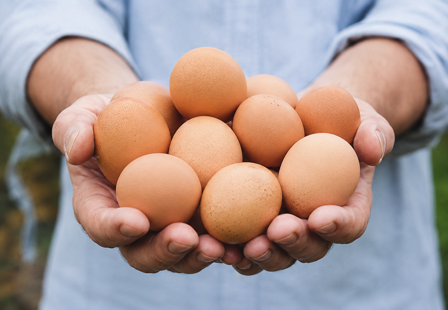 eggs images